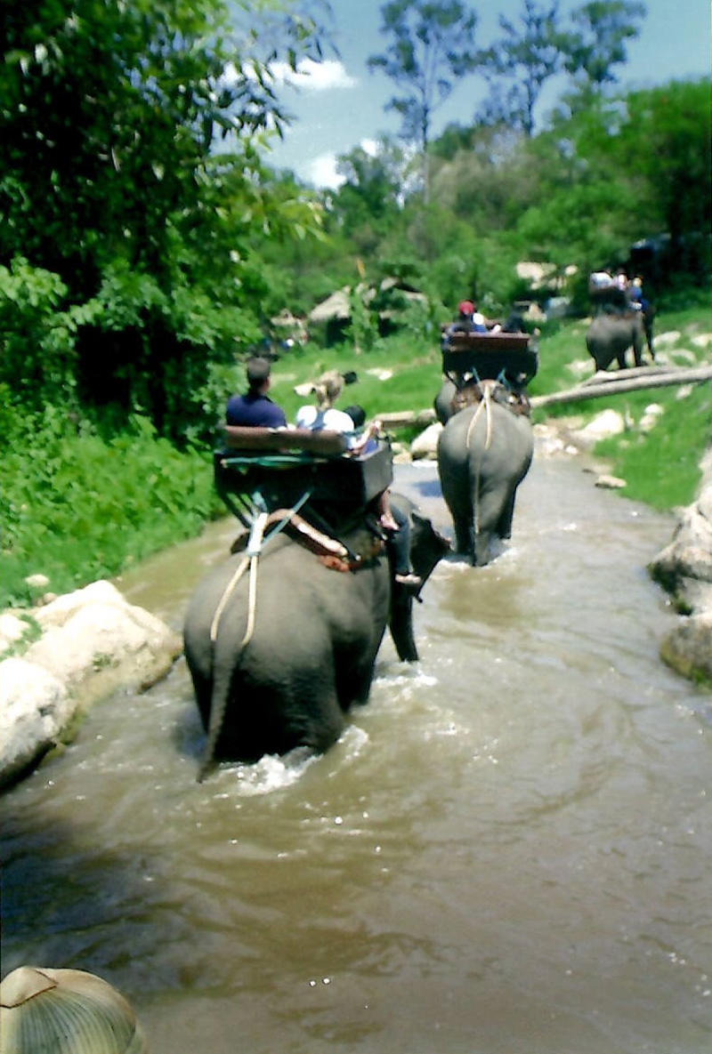 Getting too close, Touching animals, Watching performing animals, Feeding wild animals, Buying products made from animals, Focusing on one particular animal