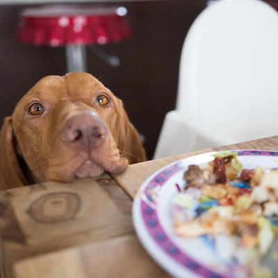 犬が「誤飲」すると危険なもの5選, 1.人間の食べ物, 2.日用品やおもちゃ, 4.尖ったもの・ひも状のもの, 5.医薬品・サプリメント, 「誤飲」してしまったときの対応法, 予期せぬ事故を防ぐために