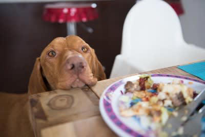 犬が「誤飲」すると危険なもの5選, 1.人間の食べ物, 2.日用品やおもちゃ, 4.尖ったもの・ひも状のもの, 5.医薬品・サプリメント, 「誤飲」してしまったときの対応法, 予期せぬ事故を防ぐために