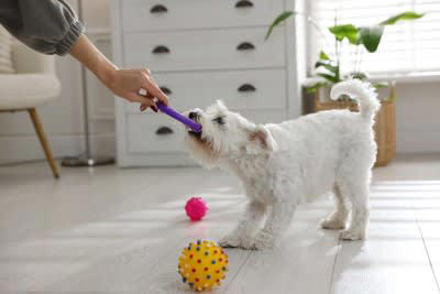 犬が「誤飲」すると危険なもの5選, 1.人間の食べ物, 2.日用品やおもちゃ, 4.尖ったもの・ひも状のもの, 5.医薬品・サプリメント, 「誤飲」してしまったときの対応法, 予期せぬ事故を防ぐために
