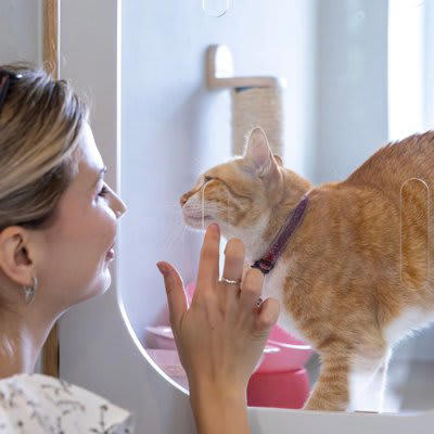 ペットホテルに預けられた猫の3つの心理, 1.知らない場所への「緊張」, 2.飼い主と離れる「さみしさ」, 3.スタッフやほかの動物への「興味と不安」, 猫に安心してもらうための工夫