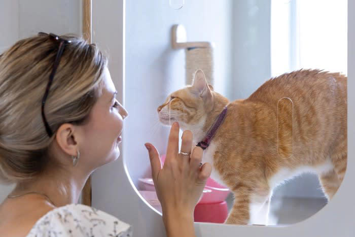 ペットホテルに預けられた猫の3つの心理, 1.知らない場所への「緊張」, 2.飼い主と離れる「さみしさ」, 3.スタッフやほかの動物への「興味と不安」, 猫に安心してもらうための工夫