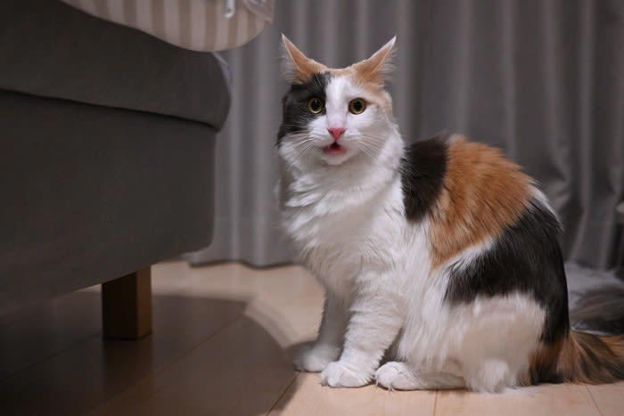 1.自分のニオイ, 2.ほかの猫のニオイ, 3.人間の汗がしみ込んだもの, 4.ハッカ系の植物やマタタビ