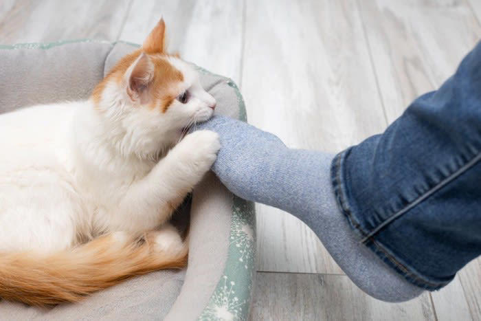 1.自分のニオイ, 2.ほかの猫のニオイ, 3.人間の汗がしみ込んだもの, 4.ハッカ系の植物やマタタビ