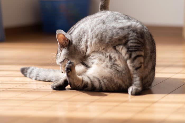 1.自分のニオイ, 2.ほかの猫のニオイ, 3.人間の汗がしみ込んだもの, 4.ハッカ系の植物やマタタビ
