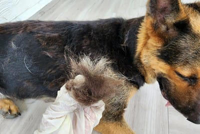 犬の抜け毛の上手な活用方法, 1.クッションの中材に活用する, 2.ぬいぐるみの中材に活用する, 3.透明なケースに入れてアクセサリーにリメイク, 4.愛犬の抜け毛を羊毛代わりにニードルフェルトを楽しむ, 5.業者に依頼して愛犬の抜け毛を毛糸に加工, 犬の毛の加工業者を活用してさまざまなメモリアルグッズに, 犬の抜け毛はそのまま使わないで！