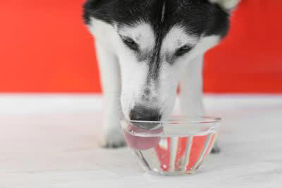 犬が夏に食欲減退する理由5つ, 1.体温調節が苦手, 2.自律神経の乱れ, 3.消化機能の低下, 4.運動不足によるもの, 5.水分不足の可能性, 夏もきちんと食事を摂るためにオススメの改善策, 涼しい場所で食事をさせる, ドッグフードをふやかす, 室内遊びを取り入れる, 適度に水分摂取させる