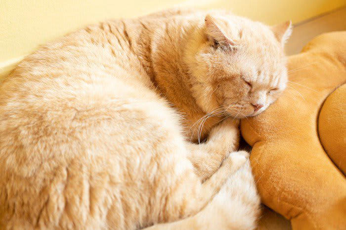 「SFTS」ってなに？猫や犬もかかる命にかかわるウイルス感染症, 猫がかかったらどうなる？知っておきたい症状と致死率, 飼い主が今できること。SFTSから愛猫と自分を守るために, 1. マダニ対策を徹底する, 2. 猫の体調に変化があれば、すぐ受診, 3. 感染が疑われる場合は直接触れない工夫を, 4. 病院でも「SFTSの可能性がある」と伝える