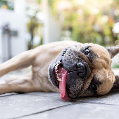 犬が夏に食欲減退する理由5つ, 1.体温調節が苦手, 2.自律神経の乱れ, 3.消化機能の低下, 4.運動不足によるもの, 5.水分不足の可能性, 夏もきちんと食事を摂るためにオススメの改善策, 涼しい場所で食事をさせる, ドッグフードをふやかす, 室内遊びを取り入れる, 適度に水分摂取させる