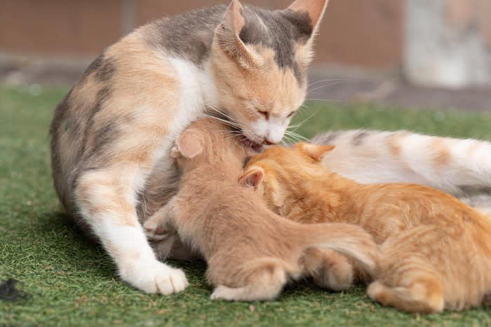 8週齢規制とは何か？, 猫の「８週齢規制」なぜ必要？知っておきたい2つの話, 1.十分な免疫を得られない, 2.問題行動を起こしやすくなる