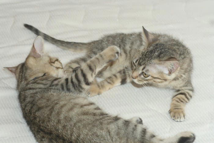 8週齢規制とは何か？, 猫の「８週齢規制」なぜ必要？知っておきたい2つの話, 1.十分な免疫を得られない, 2.問題行動を起こしやすくなる
