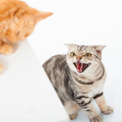 1. 転嫁攻撃性行動（八つ当たり）, 2.成長による意識の変化, 3.飼い主さんの関わり方が変わった, 再び仲良くなるための方法とは？