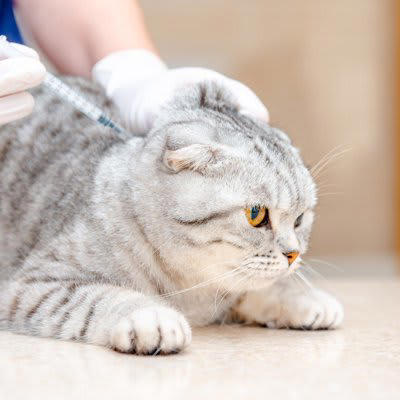 1.感染症の予防, 2.健診の習慣がつく, 3.感染拡大を防ぐ, ワクチンの種類や頻度