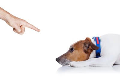 犬にイライラしたときの絶対NG行為5選, 1.怒鳴りつける, 2.叩く・体罰を与える, 3.無視し続ける, 4.閉じ込める・隔離する, 5.名前を怒る言葉として使う, なぜNG行為が信頼関係を壊すのか？, 犬は“感情”で人の行動を読み取っている, 「罰」は犬にとって恐怖体験になりやすい, 信頼関係を壊すと“学習”が止まる, 怒られる→隠す→悪循環に, 信頼の修復には時間がかかる, イライラを感じたときの正しい対処法, その場を離れて気持ちをリセットする, イタズラの理由を探る, 落ち着いた状態で接しなおす