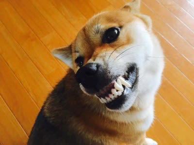 犬にイライラしたときの絶対NG行為5選, 1.怒鳴りつける, 2.叩く・体罰を与える, 3.無視し続ける, 4.閉じ込める・隔離する, 5.名前を怒る言葉として使う, なぜNG行為が信頼関係を壊すのか？, 犬は“感情”で人の行動を読み取っている, 「罰」は犬にとって恐怖体験になりやすい, 信頼関係を壊すと“学習”が止まる, 怒られる→隠す→悪循環に, 信頼の修復には時間がかかる, イライラを感じたときの正しい対処法, その場を離れて気持ちをリセットする, イタズラの理由を探る, 落ち着いた状態で接しなおす