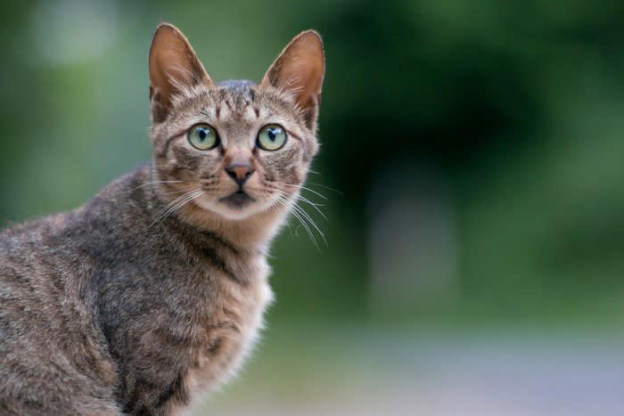 猫が「地震予知」するって本当？, 猫の「地震予知」にまつわる3つの通説, 1.騒ぎ出す・隠れる, 2.落ち着きなく徘徊する・高所へ逃げる, 3.飼い主に甘える・離れなくなる, 猫の「地震予知」について科学的根拠はある？