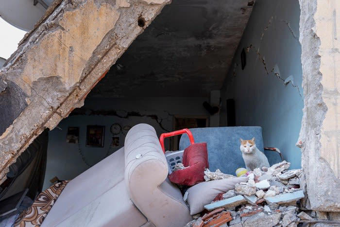 猫が「地震予知」するって本当？, 猫の「地震予知」にまつわる3つの通説, 1.騒ぎ出す・隠れる, 2.落ち着きなく徘徊する・高所へ逃げる, 3.飼い主に甘える・離れなくなる, 猫の「地震予知」について科学的根拠はある？