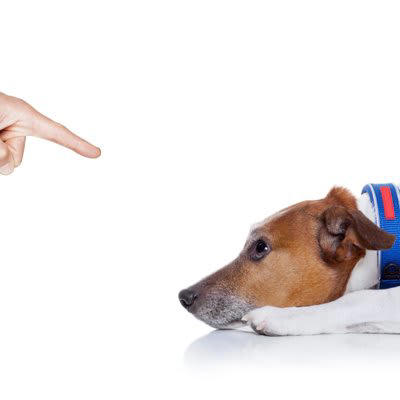 犬にイライラしたときの絶対NG行為5選, 1.怒鳴りつける, 2.叩く・体罰を与える, 3.無視し続ける, 4.閉じ込める・隔離する, 5.名前を怒る言葉として使う, なぜNG行為が信頼関係を壊すのか？, 犬は“感情”で人の行動を読み取っている, 「罰」は犬にとって恐怖体験になりやすい, 信頼関係を壊すと“学習”が止まる, 怒られる→隠す→悪循環に, 信頼の修復には時間がかかる, イライラを感じたときの正しい対処法, その場を離れて気持ちをリセットする, イタズラの理由を探る, 落ち着いた状態で接しなおす