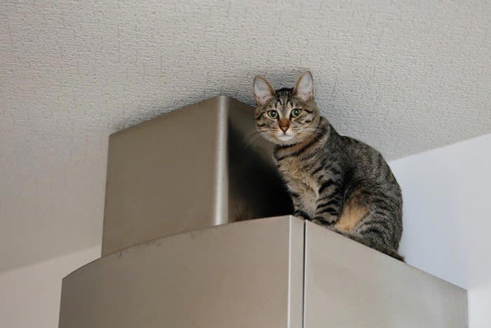 猫が「地震予知」するって本当？, 猫の「地震予知」にまつわる3つの通説, 1.騒ぎ出す・隠れる, 2.落ち着きなく徘徊する・高所へ逃げる, 3.飼い主に甘える・離れなくなる, 猫の「地震予知」について科学的根拠はある？