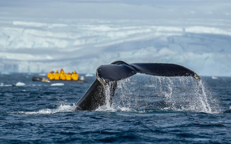 Find a cruise by type:, Best for the Galápagos, Exploring Galápagos, National Geographic-Lindblad Expeditions, Insider tip, How to do it, Best for spectacular marine life, Raja Ampat Cruise, Aqua Expeditions, Insider tip, How to do it, Best for bear viewing, Northern Explorer, Regent Seven Seas Cruises (RSSC), Insider tip, How to do it, Best for rainforest wildlife, Natural Costa Rica, Windstar, Insider tip, How to do it, Best for Arctic animals, Reykjavik to Tromso, Silversea, Insider tip, How to do it, Best for an intimate experience, A fresh perspective on Peru, A&K Sanctuary, Insider tip, How to do it, Best for Antarctica, Crossing the Circle via Falklands and South Georgia, Quark Expeditions, Insider tip, How to do it, Best for the Big Five, Zambezi Safari Cruise, CroisiEurope, Insider tip, How to do it, About our expert, Nicole Carmichael