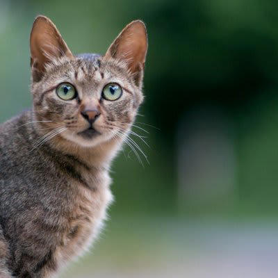 猫が「地震予知」するって本当？, 猫の「地震予知」にまつわる3つの通説, 1.騒ぎ出す・隠れる, 2.落ち着きなく徘徊する・高所へ逃げる, 3.飼い主に甘える・離れなくなる, 猫の「地震予知」について科学的根拠はある？