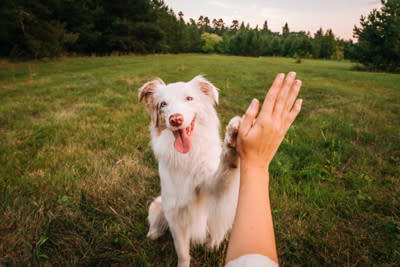 犬にイライラしたときの絶対NG行為5選, 1.怒鳴りつける, 2.叩く・体罰を与える, 3.無視し続ける, 4.閉じ込める・隔離する, 5.名前を怒る言葉として使う, なぜNG行為が信頼関係を壊すのか？, 犬は“感情”で人の行動を読み取っている, 「罰」は犬にとって恐怖体験になりやすい, 信頼関係を壊すと“学習”が止まる, 怒られる→隠す→悪循環に, 信頼の修復には時間がかかる, イライラを感じたときの正しい対処法, その場を離れて気持ちをリセットする, イタズラの理由を探る, 落ち着いた状態で接しなおす