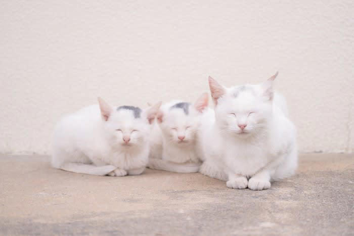 8週齢規制とは何か？, 猫の「８週齢規制」なぜ必要？知っておきたい2つの話, 1.十分な免疫を得られない, 2.問題行動を起こしやすくなる