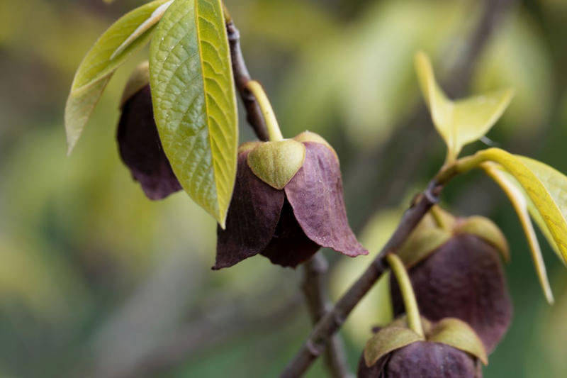What are pawpaws?, What a pawpaw tastes like, Why you can’t buy pawpaws in stores, States where pawpaws grow, How to find pawpaws