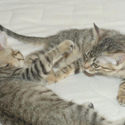 8週齢規制とは何か？, 猫の「８週齢規制」なぜ必要？知っておきたい2つの話, 1.十分な免疫を得られない, 2.問題行動を起こしやすくなる