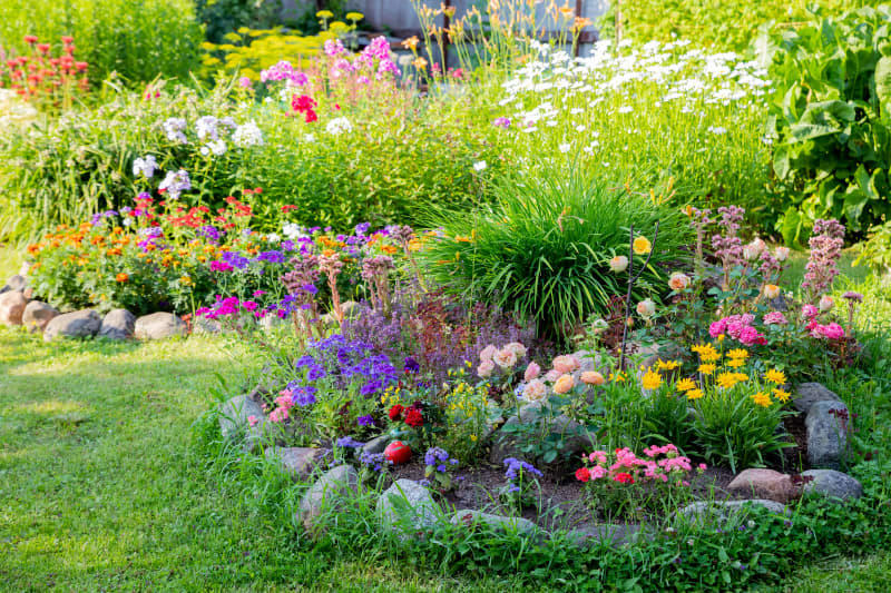 Monkey Grass (aka Liriope or Turf Lily), Yucca (aka Spanish Bayonet or Spanish Dagger), Hybrid Tea Roses, Cypress Vine (aka Cypressvine Morning Glory), Read More from AT Media