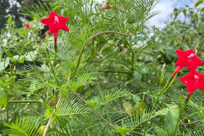 Monkey Grass (aka Liriope or Turf Lily), Yucca (aka Spanish Bayonet or Spanish Dagger), Hybrid Tea Roses, Cypress Vine (aka Cypressvine Morning Glory), Read More from AT Media