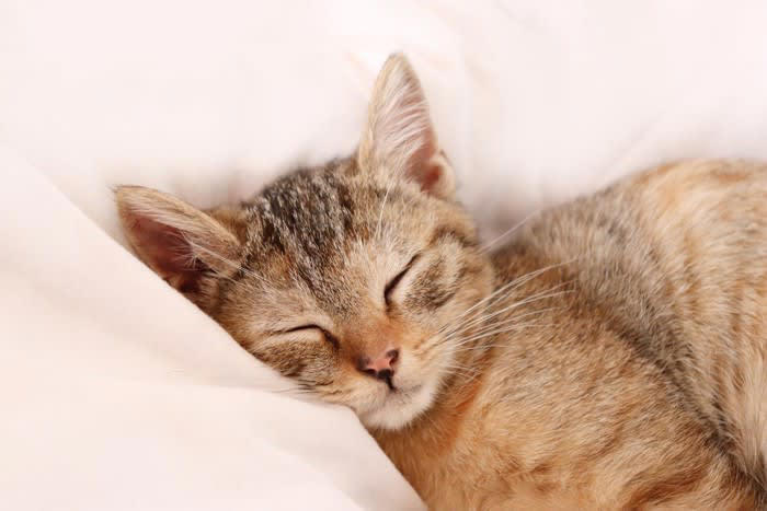 1.飼い主さんのにおいに安心するから, 2.お布団が心地よいから, 3.飼い主さんに甘えたいから, 4.自分の場所だから
