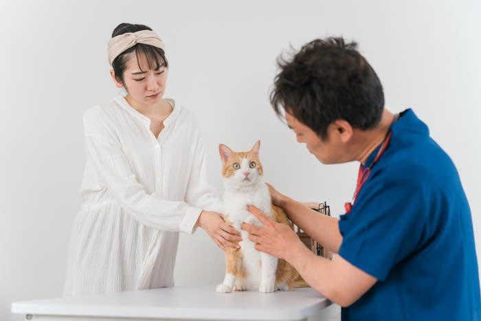 「SFTS」ってなに？猫や犬もかかる命にかかわるウイルス感染症, 猫がかかったらどうなる？知っておきたい症状と致死率, 飼い主が今できること。SFTSから愛猫と自分を守るために, 1. マダニ対策を徹底する, 2. 猫の体調に変化があれば、すぐ受診, 3. 感染が疑われる場合は直接触れない工夫を, 4. 病院でも「SFTSの可能性がある」と伝える
