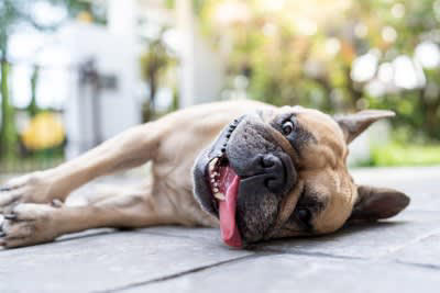 犬が夏に食欲減退する理由5つ, 1.体温調節が苦手, 2.自律神経の乱れ, 3.消化機能の低下, 4.運動不足によるもの, 5.水分不足の可能性, 夏もきちんと食事を摂るためにオススメの改善策, 涼しい場所で食事をさせる, ドッグフードをふやかす, 室内遊びを取り入れる, 適度に水分摂取させる
