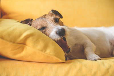 犬が夏に食欲減退する理由5つ, 1.体温調節が苦手, 2.自律神経の乱れ, 3.消化機能の低下, 4.運動不足によるもの, 5.水分不足の可能性, 夏もきちんと食事を摂るためにオススメの改善策, 涼しい場所で食事をさせる, ドッグフードをふやかす, 室内遊びを取り入れる, 適度に水分摂取させる