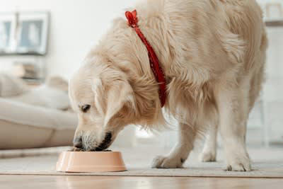 犬が夏に食欲減退する理由5つ, 1.体温調節が苦手, 2.自律神経の乱れ, 3.消化機能の低下, 4.運動不足によるもの, 5.水分不足の可能性, 夏もきちんと食事を摂るためにオススメの改善策, 涼しい場所で食事をさせる, ドッグフードをふやかす, 室内遊びを取り入れる, 適度に水分摂取させる