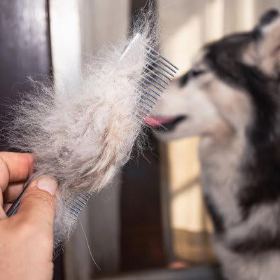 犬の抜け毛の上手な活用方法, 1.クッションの中材に活用する, 2.ぬいぐるみの中材に活用する, 3.透明なケースに入れてアクセサリーにリメイク, 4.愛犬の抜け毛を羊毛代わりにニードルフェルトを楽しむ, 5.業者に依頼して愛犬の抜け毛を毛糸に加工, 犬の毛の加工業者を活用してさまざまなメモリアルグッズに, 犬の抜け毛はそのまま使わないで！