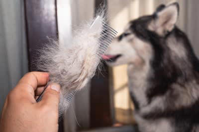 犬の抜け毛の上手な活用方法, 1.クッションの中材に活用する, 2.ぬいぐるみの中材に活用する, 3.透明なケースに入れてアクセサリーにリメイク, 4.愛犬の抜け毛を羊毛代わりにニードルフェルトを楽しむ, 5.業者に依頼して愛犬の抜け毛を毛糸に加工, 犬の毛の加工業者を活用してさまざまなメモリアルグッズに, 犬の抜け毛はそのまま使わないで！