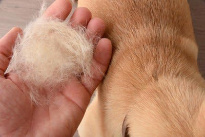 犬の抜け毛の上手な活用方法, 1.クッションの中材に活用する, 2.ぬいぐるみの中材に活用する, 3.透明なケースに入れてアクセサリーにリメイク, 4.愛犬の抜け毛を羊毛代わりにニードルフェルトを楽しむ, 5.業者に依頼して愛犬の抜け毛を毛糸に加工, 犬の毛の加工業者を活用してさまざまなメモリアルグッズに, 犬の抜け毛はそのまま使わないで！