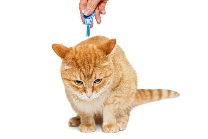「SFTS」ってなに？猫や犬もかかる命にかかわるウイルス感染症, 猫がかかったらどうなる？知っておきたい症状と致死率, 飼い主が今できること。SFTSから愛猫と自分を守るために, 1. マダニ対策を徹底する, 2. 猫の体調に変化があれば、すぐ受診, 3. 感染が疑われる場合は直接触れない工夫を, 4. 病院でも「SFTSの可能性がある」と伝える