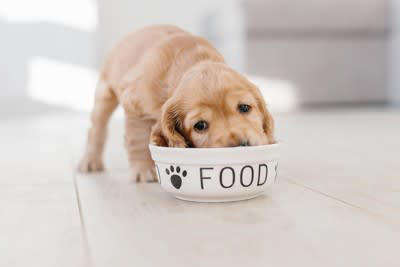 犬が夏に食欲減退する理由5つ, 1.体温調節が苦手, 2.自律神経の乱れ, 3.消化機能の低下, 4.運動不足によるもの, 5.水分不足の可能性, 夏もきちんと食事を摂るためにオススメの改善策, 涼しい場所で食事をさせる, ドッグフードをふやかす, 室内遊びを取り入れる, 適度に水分摂取させる
