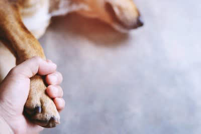 犬の突然死は全体の死亡原因の約７%, 前兆は？犬が『突然死』考えられる原因5選, 4.ショック状態, 犬が突然死しないためにあらかじめできる対策