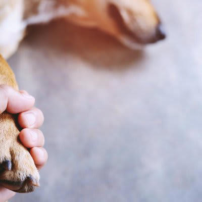 犬の突然死は全体の死亡原因の約７%, 前兆は？犬が『突然死』考えられる原因5選, 4.ショック状態, 犬が突然死しないためにあらかじめできる対策