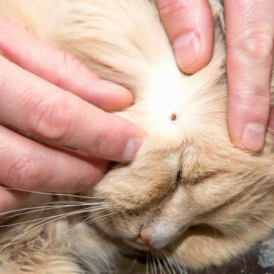 「SFTS」ってなに？猫や犬もかかる命にかかわるウイルス感染症, 猫がかかったらどうなる？知っておきたい症状と致死率, 飼い主が今できること。SFTSから愛猫と自分を守るために, 1. マダニ対策を徹底する, 2. 猫の体調に変化があれば、すぐ受診, 3. 感染が疑われる場合は直接触れない工夫を, 4. 病院でも「SFTSの可能性がある」と伝える