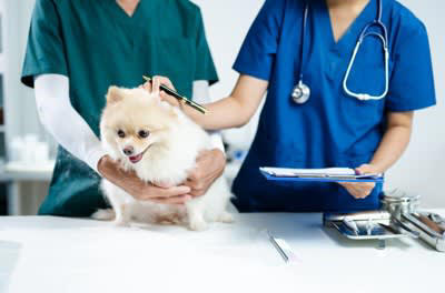 犬の突然死は全体の死亡原因の約７%, 前兆は？犬が『突然死』考えられる原因5選, 4.ショック状態, 犬が突然死しないためにあらかじめできる対策