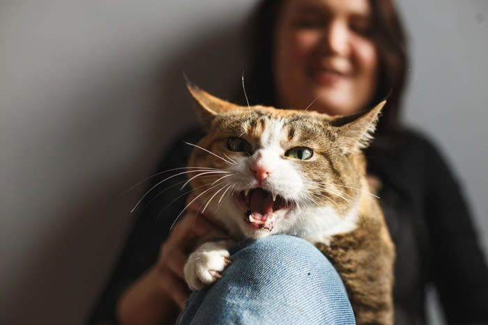 猫が話しかけてくるときに訴えたいこと5つ, 1.お腹がすいている, 2.遊んでほしい・かまってほしい, 3.不安や寂しさを感じている, 4.体調が悪い・痛みがある, 5.感じた刺激や変化を知らせたい, 鳴き止まないときの対処法