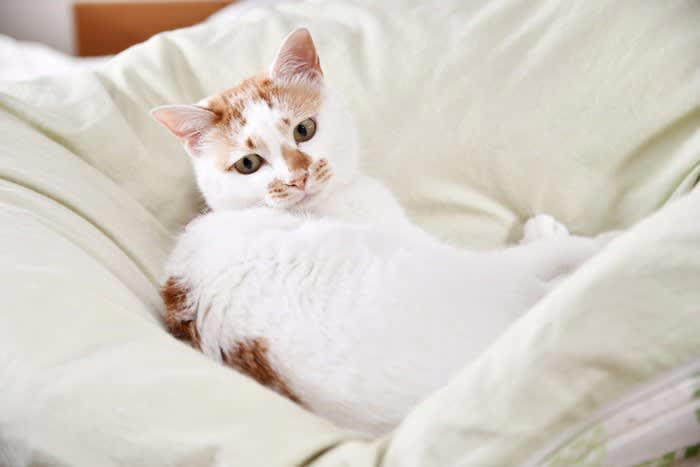 1.飼い主さんの私物を隠す, 2.PCや資料の上で寝てしまう, 3.寝床を奪う・寝返りを打たせてくれない, 4.嫉妬から割り込みをする