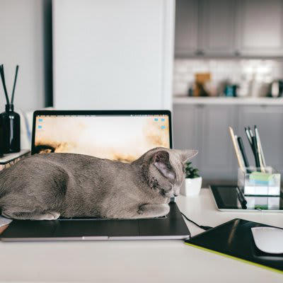 1.飼い主さんの私物を隠す, 2.PCや資料の上で寝てしまう, 3.寝床を奪う・寝返りを打たせてくれない, 4.嫉妬から割り込みをする
