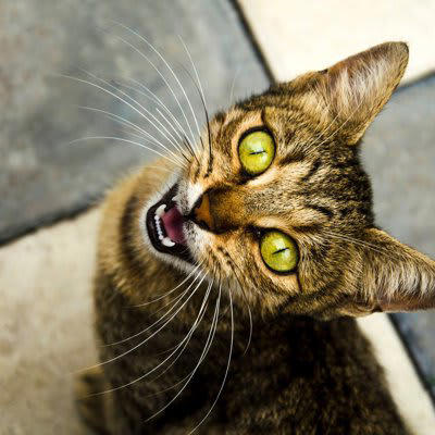 猫が話しかけてくるときに訴えたいこと5つ, 1.お腹がすいている, 2.遊んでほしい・かまってほしい, 3.不安や寂しさを感じている, 4.体調が悪い・痛みがある, 5.感じた刺激や変化を知らせたい, 鳴き止まないときの対処法