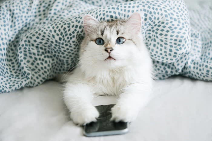 1.飼い主さんの私物を隠す, 2.PCや資料の上で寝てしまう, 3.寝床を奪う・寝返りを打たせてくれない, 4.嫉妬から割り込みをする